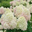 Limelight Prime® Hydrangea Shrub Hot on Sale