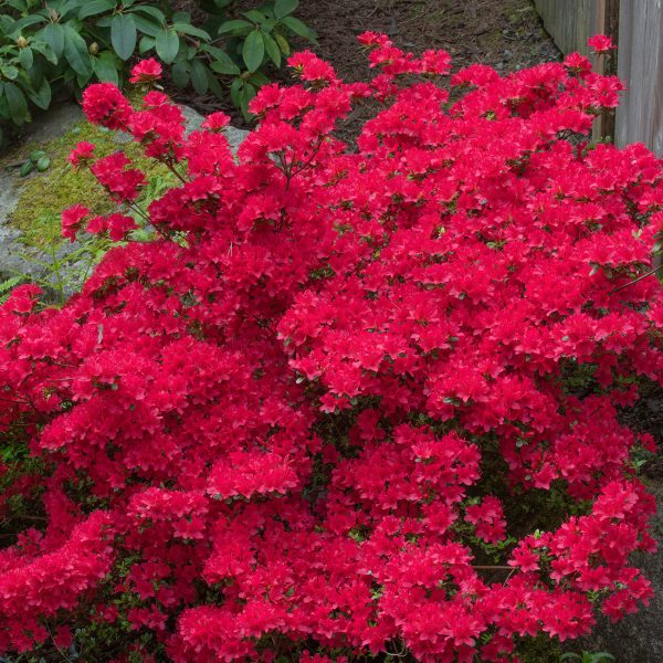 Hino Crimson Azalea Shrub Hot on Sale