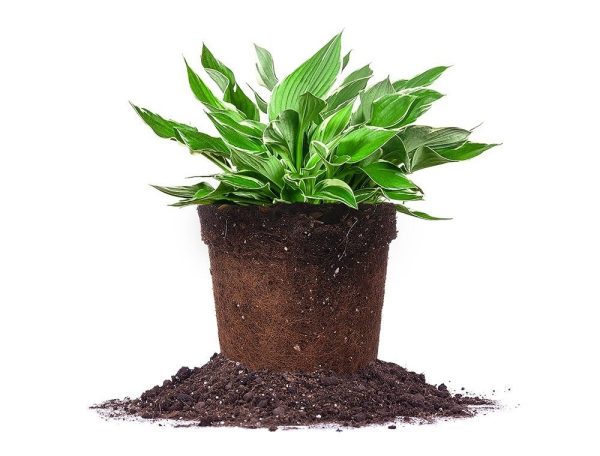 Hosta Francee Shrub Online Hot Sale