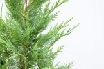 Leyland Cypress Tree Discount