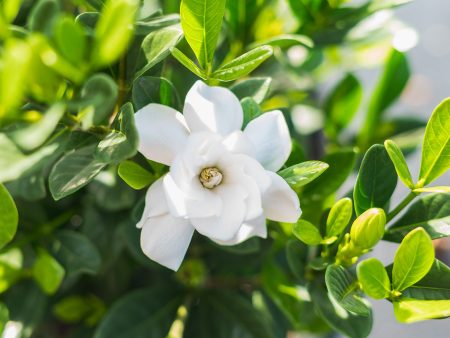 Gardenia Buttons Bush Online now