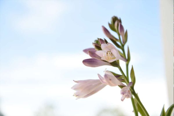 Hosta Patriot Shrub Online Hot Sale