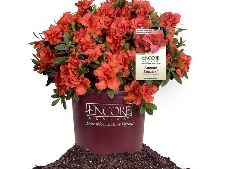 Autumn Embers® Encore® Azalea Shrub Discount