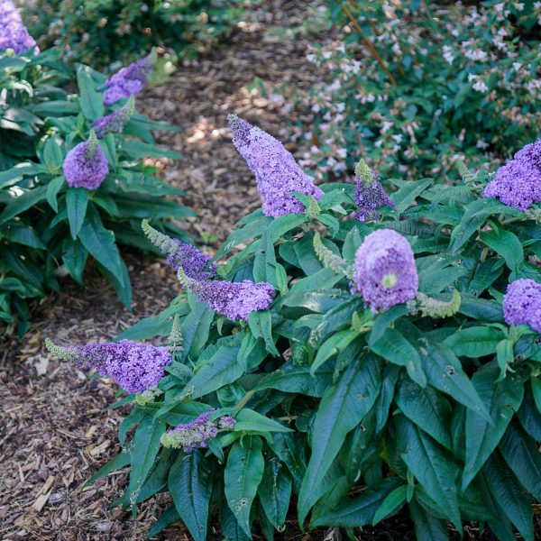 Pugster Amethyst® Butterfly Bush Sale