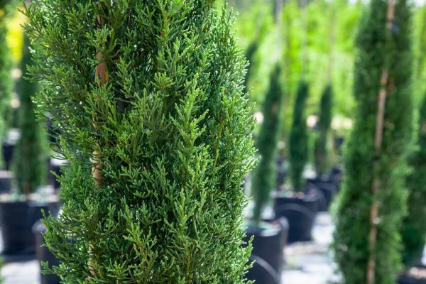 Italian Cypress Tree Discount