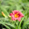 Little Business Daylily Shrub For Sale