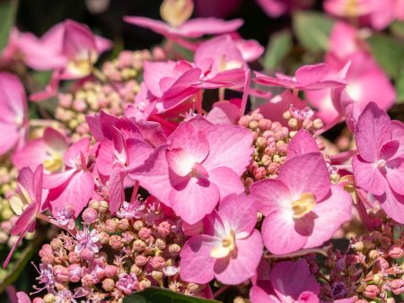 Let’s Dance® Can Do!® Hydrangea Shrub Supply