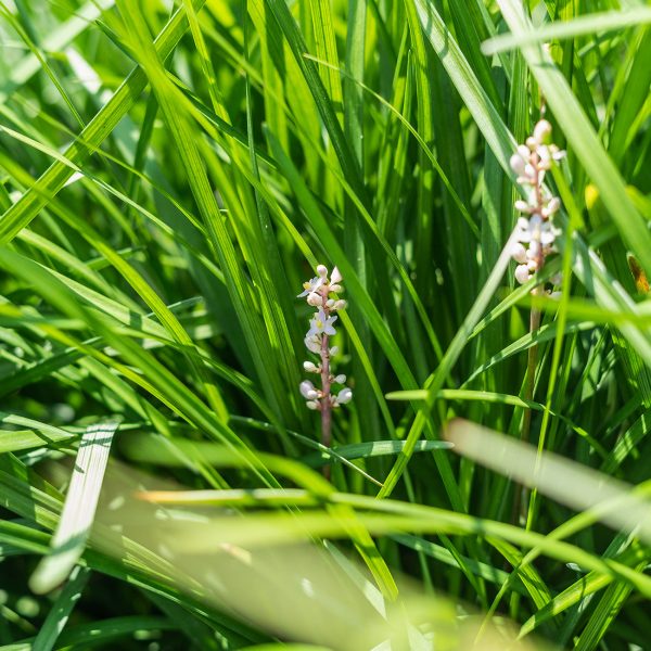 Creeping Lilyturf Liriope Spicata Cheap