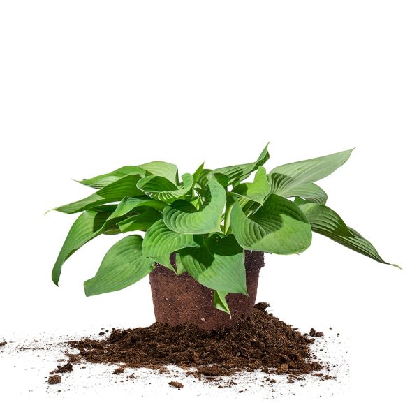 Hosta Halcyon Shrub on Sale