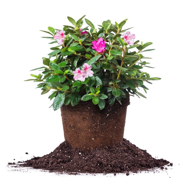 Autumn Twist® Encore® Azalea Shrub Online Sale