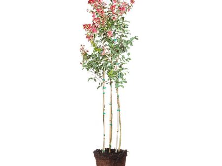 Arapaho Crape Myrtle Tree Sale