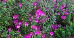 Lavender Formosa Azalea Shrub Online Sale