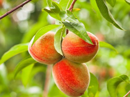 Crimson Princess Yellow Peach Tree Online Hot Sale