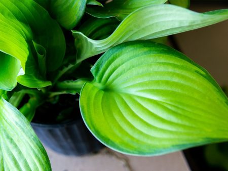 Hosta Guacamole Shrub Supply