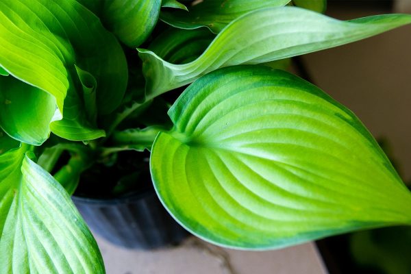 Hosta Guacamole Shrub Supply