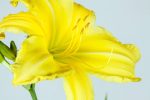 Crystal Tide Daylily For Cheap