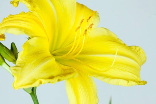 Crystal Tide Daylily For Cheap