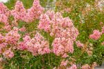 Sioux Crape Myrtle Tree Online now