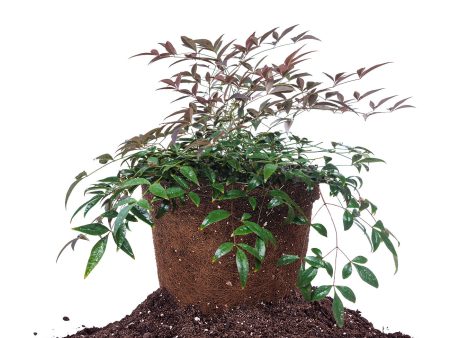 Flirt® Nandina Shrub Supply