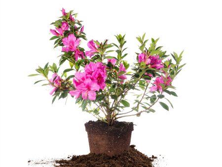 Lavender Formosa Azalea Shrub Online Sale