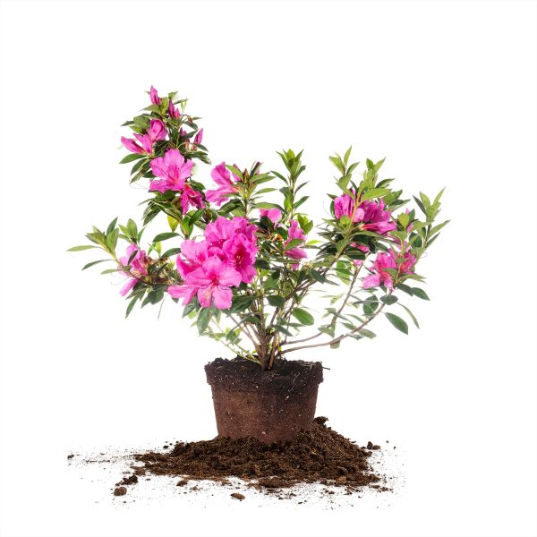 Lavender Formosa Azalea Shrub Online Sale