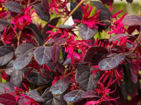 Dwarf Crimson Fire Loropetalum Shrub For Discount