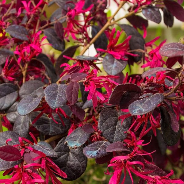 Dwarf Crimson Fire Loropetalum Shrub For Discount