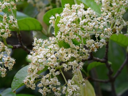 Sweet Viburnum Hot on Sale