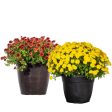 HARDY FALL MUM PLANTS VARIETY PACK Fashion