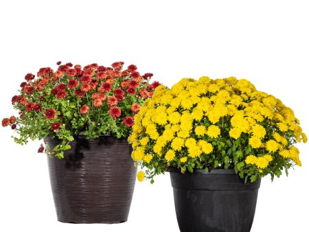 HARDY FALL MUM PLANTS VARIETY PACK Fashion