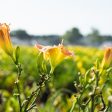 Purple Oro Daylily Shrub For Sale