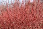 Red Twig Dogwood Shrub Fashion