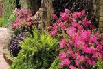 Autumn Sangria® Encore® Azalea Shrub Sale