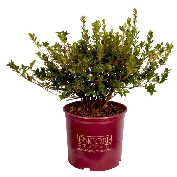 Autumn Angel® Encore® Azalea Shrub Discount