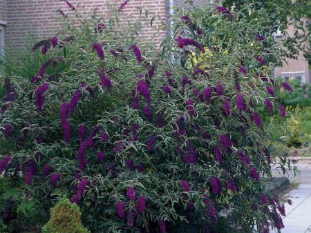 Black Knight Butterfly Bush Cheap