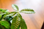 Money Tree Plant Online Hot Sale