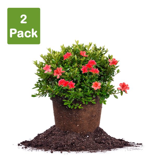 Red Formosa Azalea Shrub For Discount