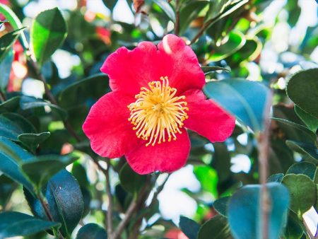 Yuletide Camellia Online Hot Sale