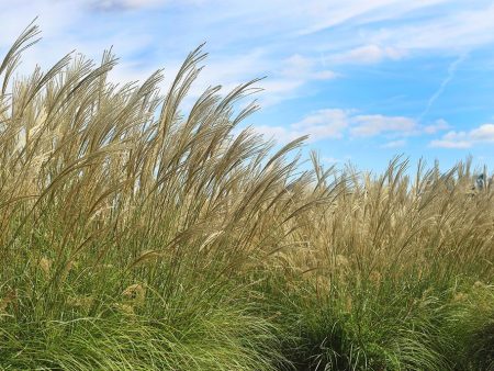 Miscanthus Adagio Shrub Online