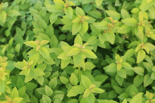 Goldmound Spirea Shrub For Cheap