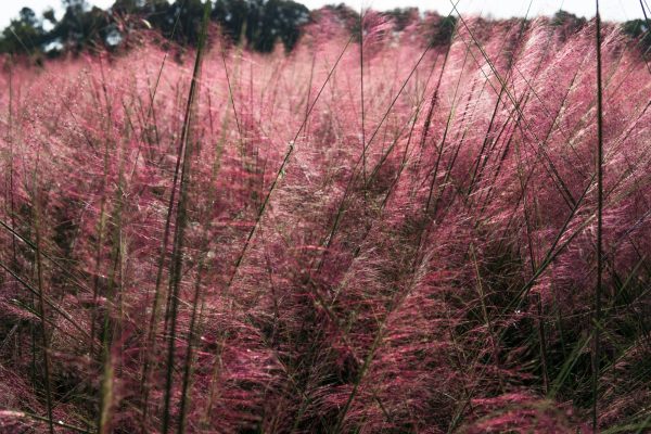 Dwarf Pink Muhly Grass Shrub Online Hot Sale