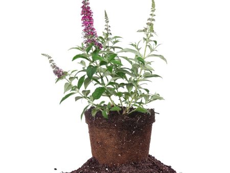 Cranrazz® Butterfly Bush For Cheap