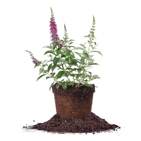 Cranrazz® Butterfly Bush For Cheap