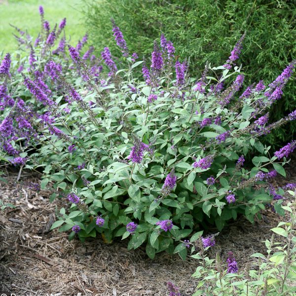 Blue Chip Lo and Behold® Butterfly Bush Online now