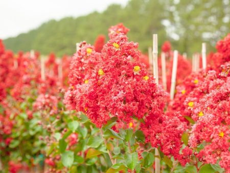 Red Rocket® Crape Myrtle Tree For Sale