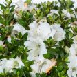 Gumpo White Azalea Shrub Cheap