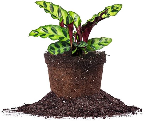 Calathea Rattlesnake Plant For Cheap