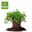 Asiatic Jasmine Shrub Online