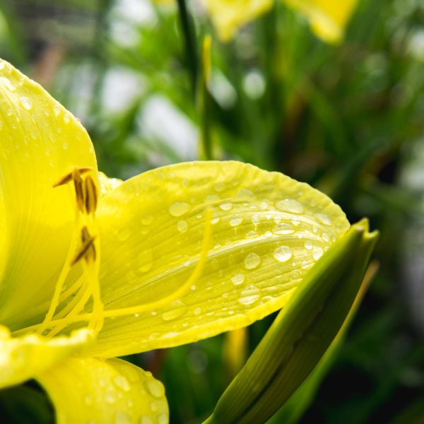 Stella de Oro Daylily Shrub For Sale