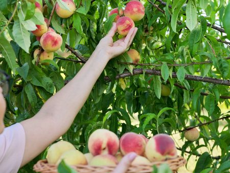 Early Elberta Peach Tree on Sale